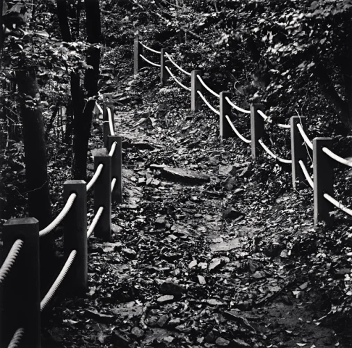 Nature Dramatic Textured High Contrast Mysterious Pathway