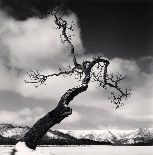 Nature Dramatic Textured High Contrast Moody