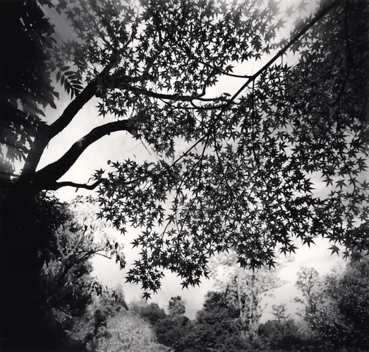 Nature Dramatic Textured High Contrast Mysterious Atmospheric