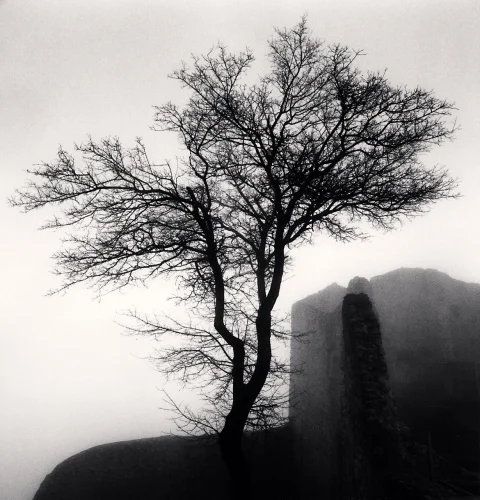 Nature Foggy Dramatic High Contrast Mysterious Atmospheric