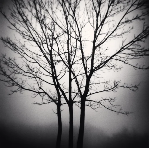Nature Foggy Dramatic High Contrast Moody
