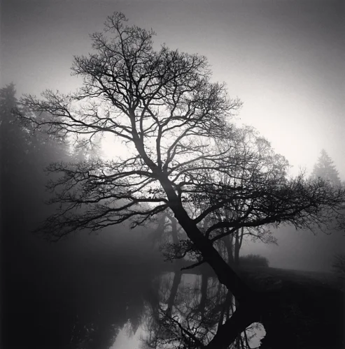 Nature Foggy Dramatic High Contrast Mysterious Atmospheric