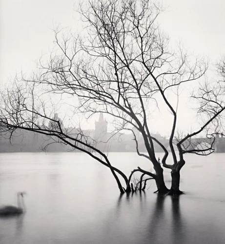 Nature Foggy Dramatic High Contrast Moody