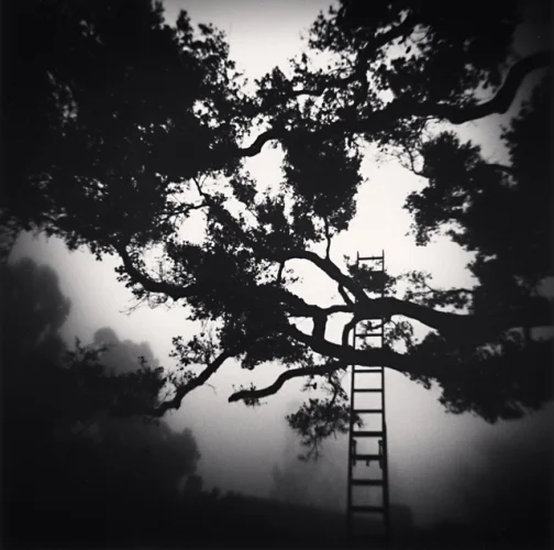 Nature Foggy Dramatic High Contrast Mysterious