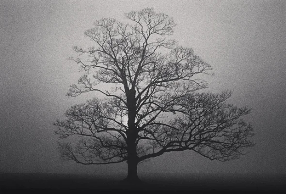 Nature Foggy Dramatic High Contrast Mysterious Atmospheric