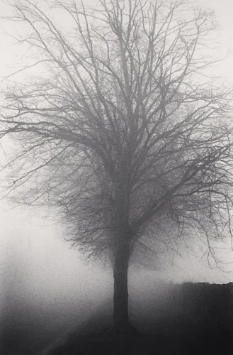 Nature Foggy Dramatic Textured High Contrast Mysterious