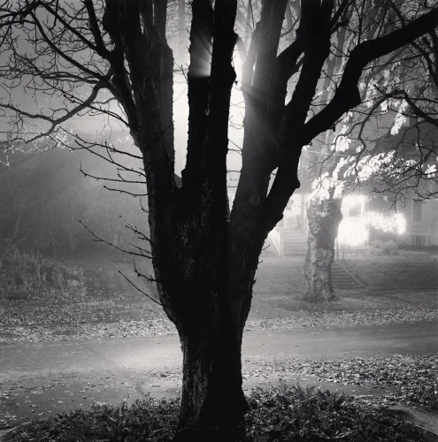 Nature Foggy Dramatic Textured High Contrast Mysterious