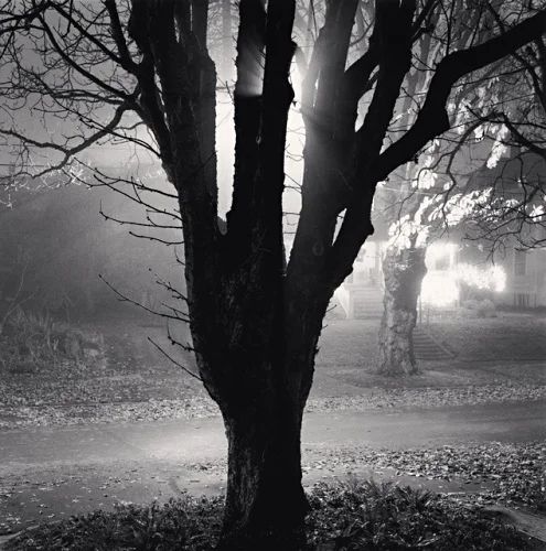 Nature Foggy Dramatic Textured High Contrast Mysterious