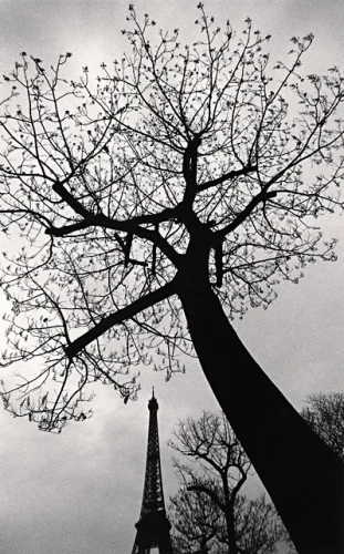 Nature High Contrast Dramatic Atmospheric Tree Eiffel Tower