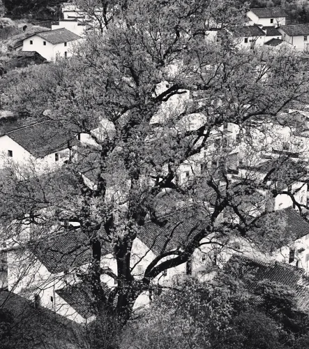 Nature High Contrast Dramatic Textured Village