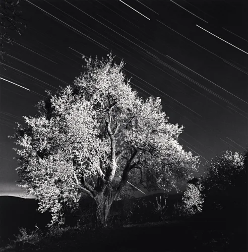 Nature High Contrast Dramatic Mysterious Tree Star Trails