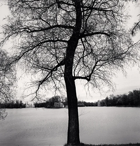 Nature High Contrast Minimalist Dramatic Mysterious