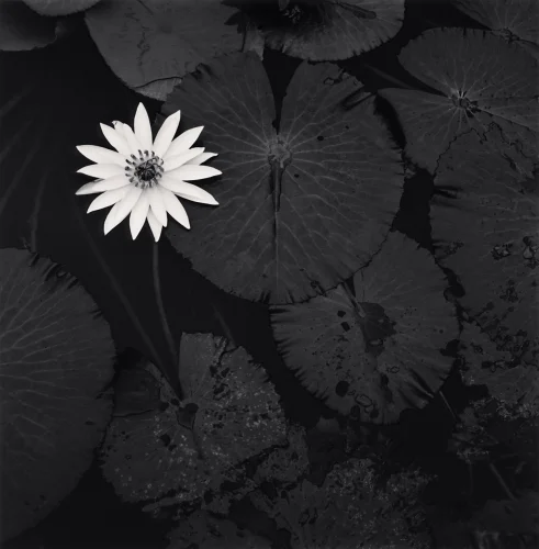 Nature High Contrast Minimalist Textured Serene