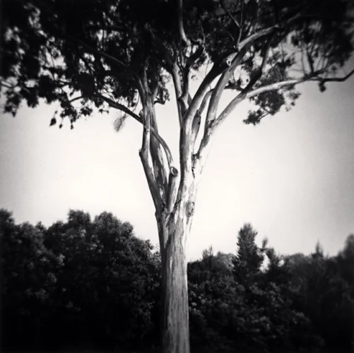 Nature High Contrast Textured Dramatic Atmospheric