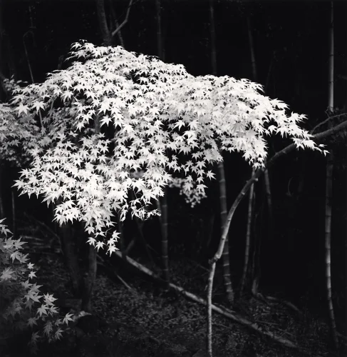 Nature High Contrast Textured Dramatic Mysterious