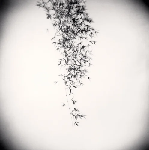 Nature Minimalist High Contrast Serene