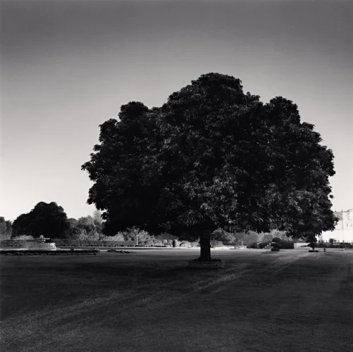 Nature Minimalist High Contrast Serene Timeless
