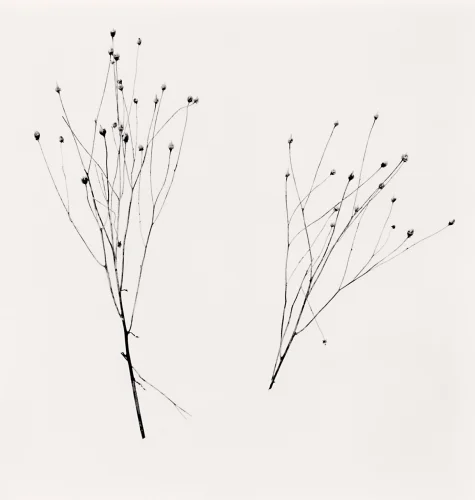 Nature Minimalist High Contrast Dramatic Mysterious