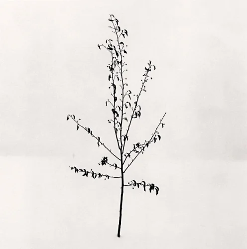 Nature Minimalist High Contrast Dramatic Mysterious