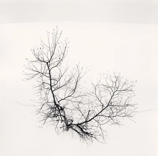 Nature Minimalist High Contrast Mysterious