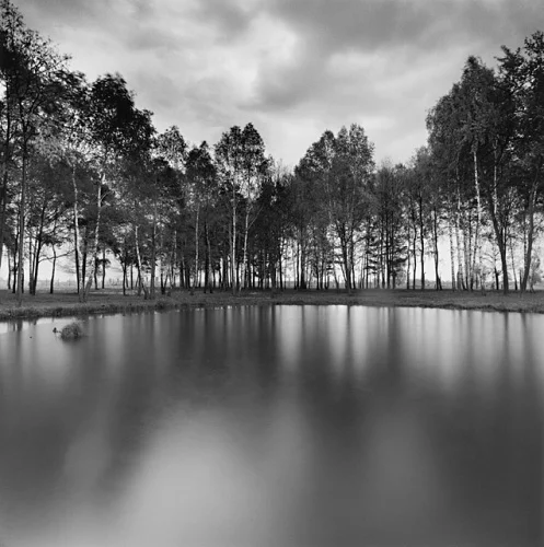 Nature Reflective Trees Water Dramatic Moody