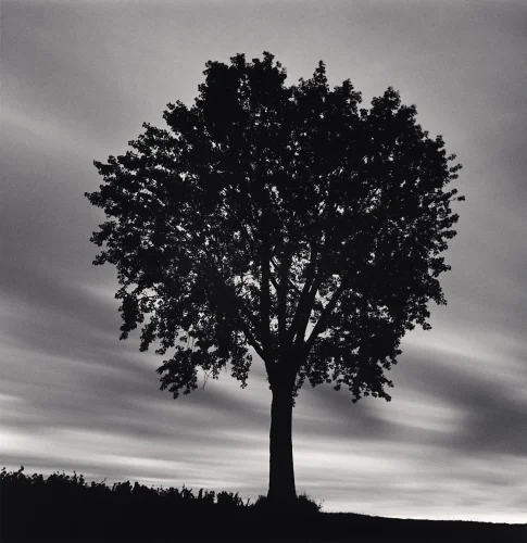 Nature Silhouette Dramatic High Contrast Moody Atmospheric Timeless