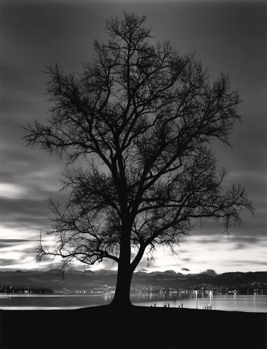 Nature Silhouette Dramatic High Contrast Mysterious Atmospheric