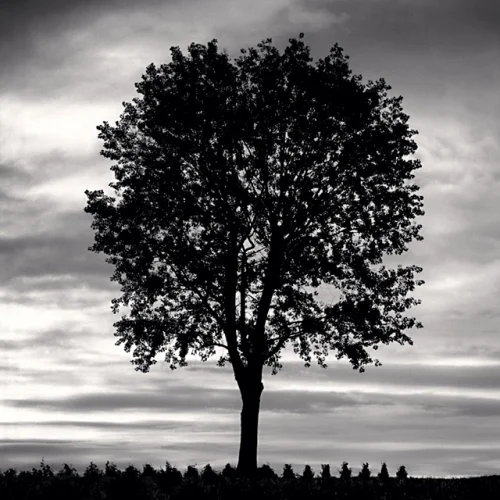 Nature Silhouette Dramatic High Contrast Moody Atmospheric