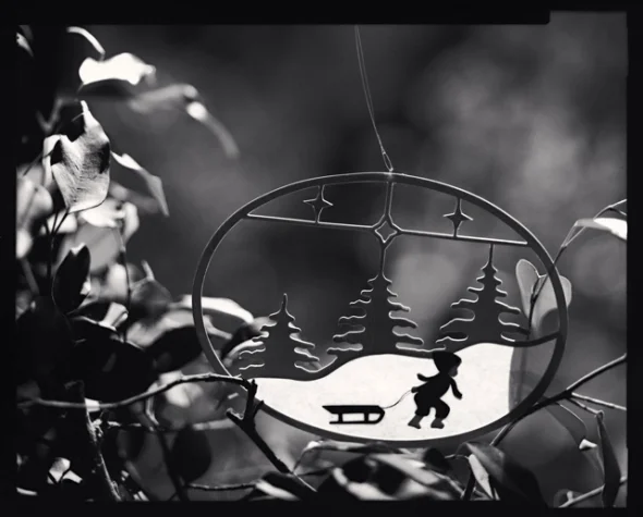 Nature Silhouette Winter Scene High Contrast Mysterious