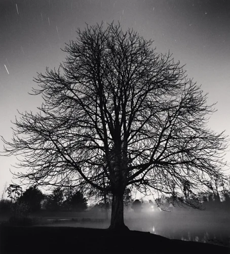 Nature Silhouetted Tree Dramatic High Contrast Mysterious