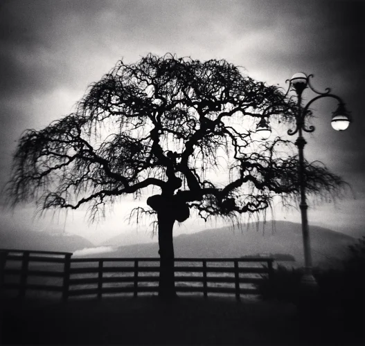 Nature Silhouetted Tree Dramatic High Contrast Moody Atmospheric