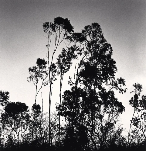 Nature Silhouetted Trees High Contrast Dramatic Mysterious
