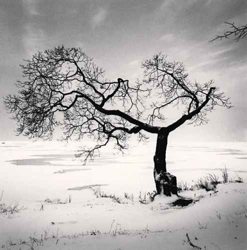 Nature Snowy Tree Dramatic High Contrast Mysterious
