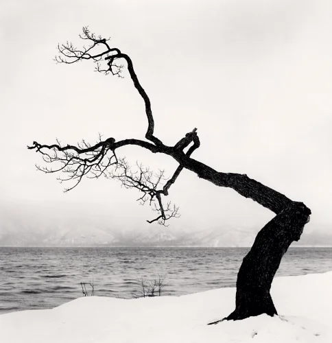 Nature Snowy Tree Dramatic High Contrast Minimalist