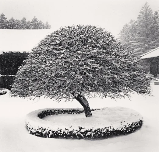 Nature Snowy Tree Dramatic Textured High Contrast Mysterious