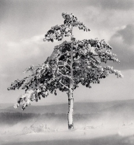 Nature Snowy Tree Dramatic High Contrast Atmospheric