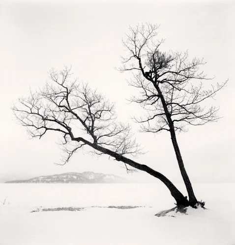 Nature Snowy Tree Minimalist High Contrast Mysterious