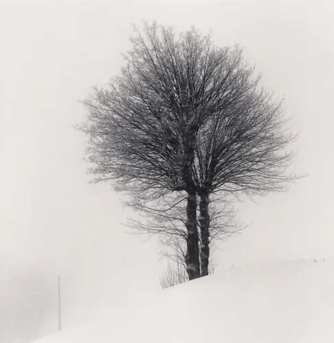 Nature Snowy Tree Silhouette Minimalist High Contrast Mysterious