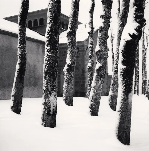 Nature Snowy Trees Dramatic Textured High Contrast Mysterious