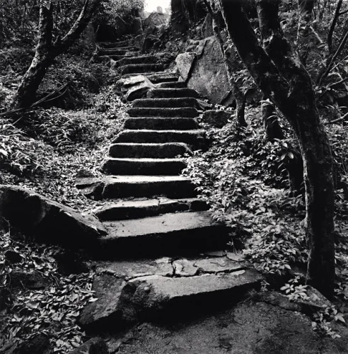 Nature Stairs Dramatic Textured High Contrast Mysterious