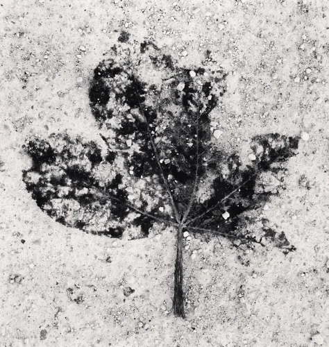 Nature Textured High Contrast Dramatic Atmospheric