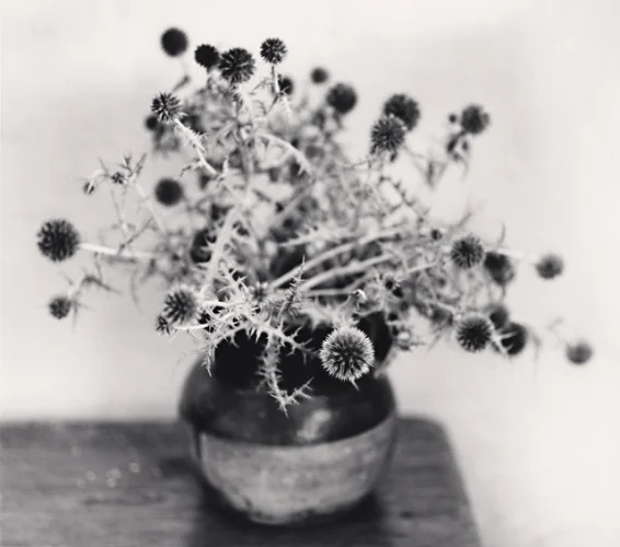 Nature Textured High Contrast Mysterious Timeless