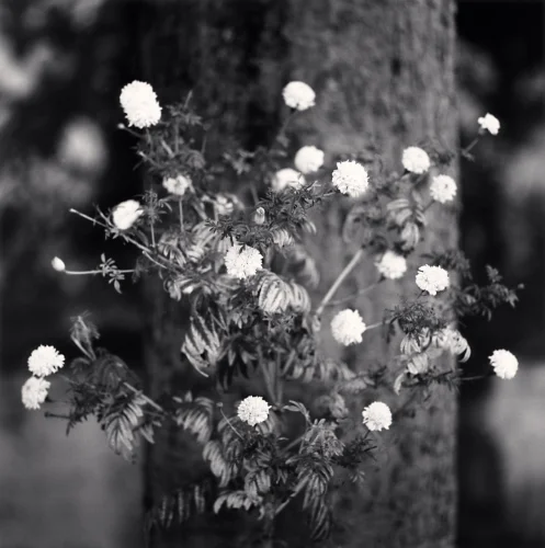 Nature Textured High Contrast Dramatic Mysterious Timeless