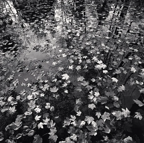 Nature Textured High Contrast Mysterious Atmospheric