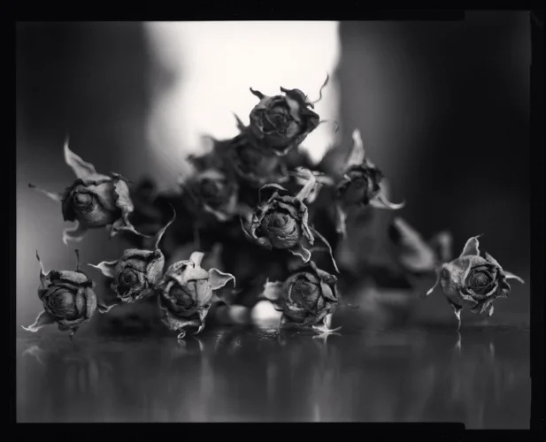 Nature Textured High Contrast Moody Mysterious Timeless