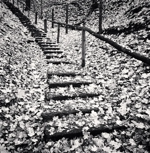 Nature Textured High Contrast Mysterious Atmospheric Stairs