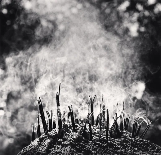 Nature Textured High Contrast Mysterious Atmospheric