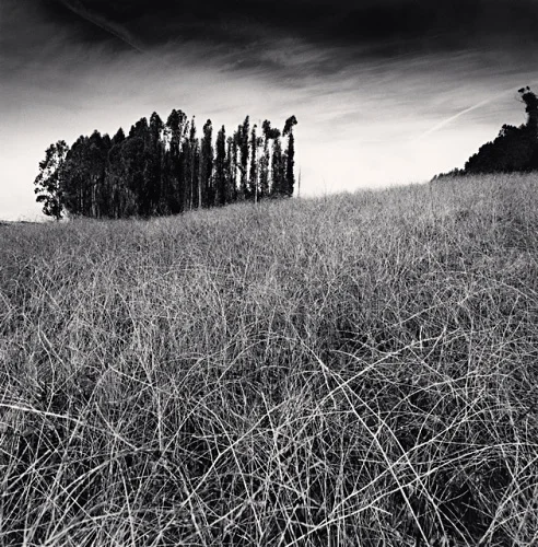 Nature Textured High Contrast Dramatic Atmospheric