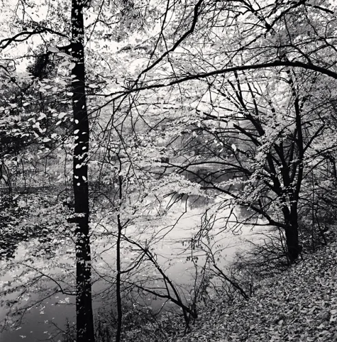 Nature Textured High Contrast Mysterious Atmospheric