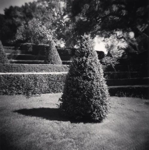 Nature Textured High Contrast Dramatic Mysterious